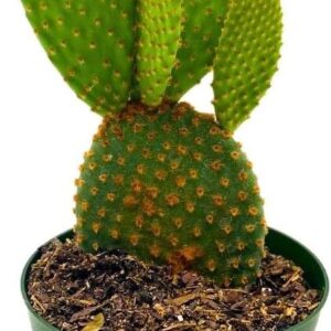 Bunny Ear Cactus