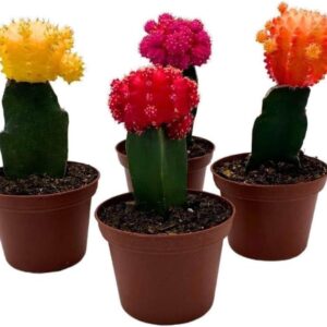 Grafted Cactus Assortment