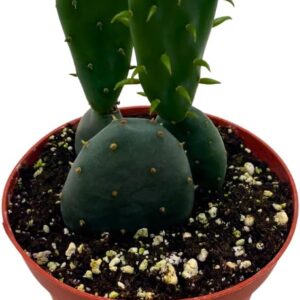 Prickly pear cactus
