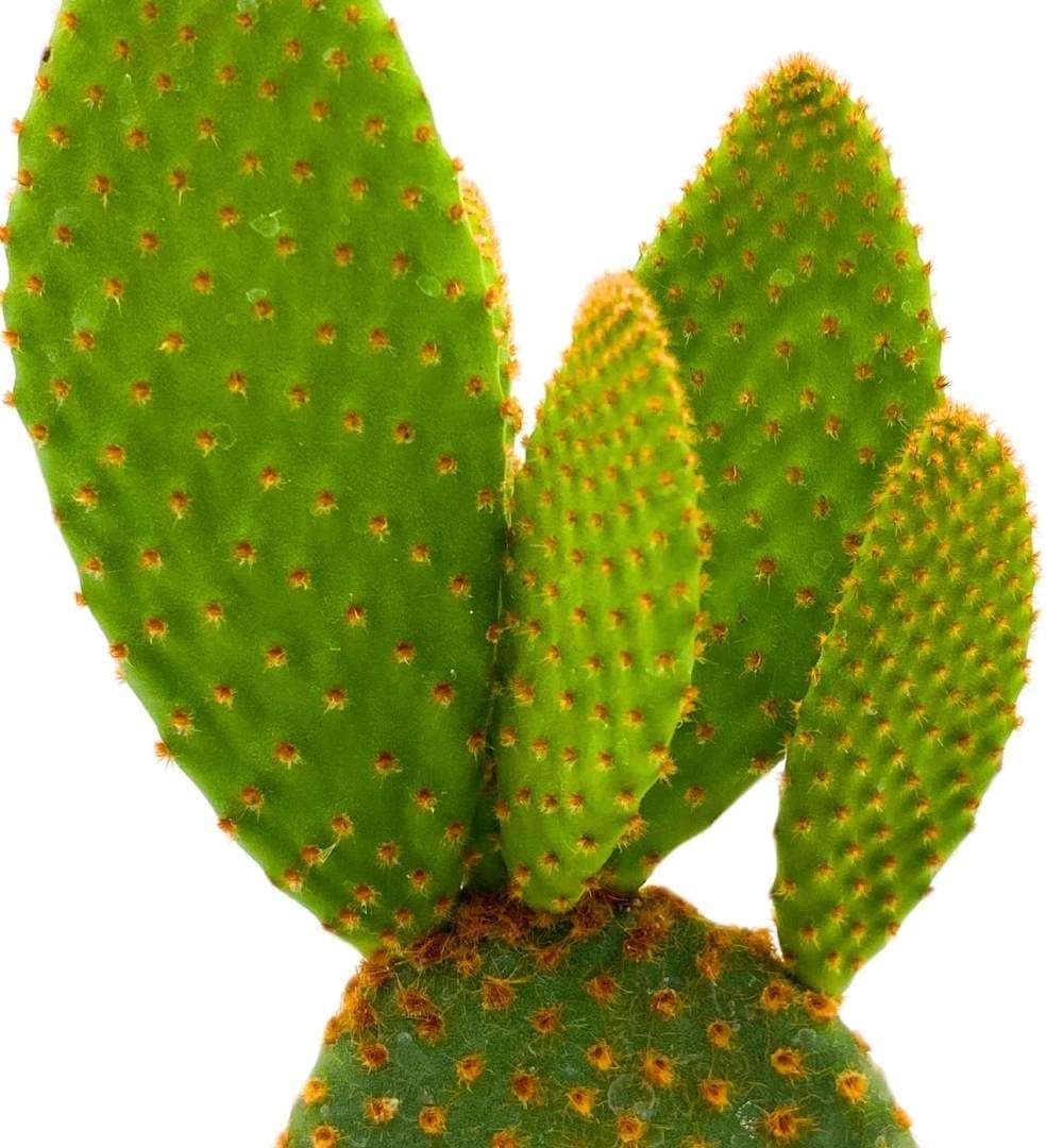 61HYUQVVSgL._AC_SL1080_.jpg