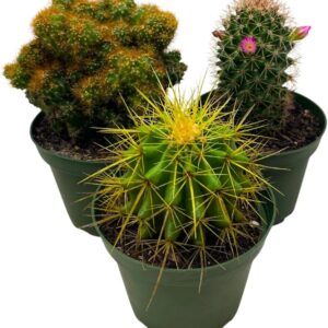 Cactus assortment set