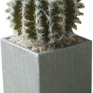 Cactus in a grey pot