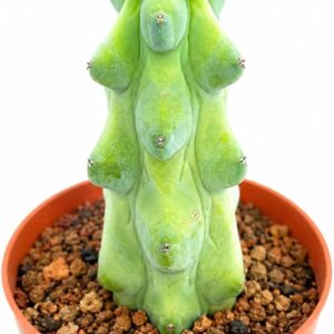 Live Cactus