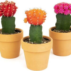 Grafted Succulent Cactus 3-Plant Set