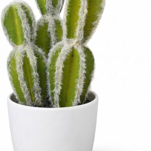 Potted cactus