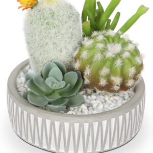 Indoor cactus