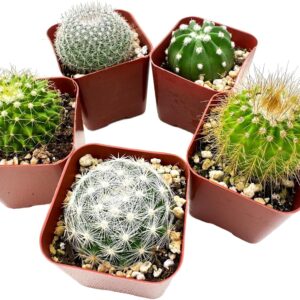 Real cactus plant