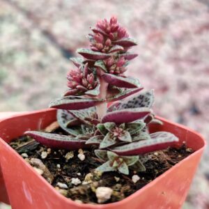 Live Succulent Cactus
