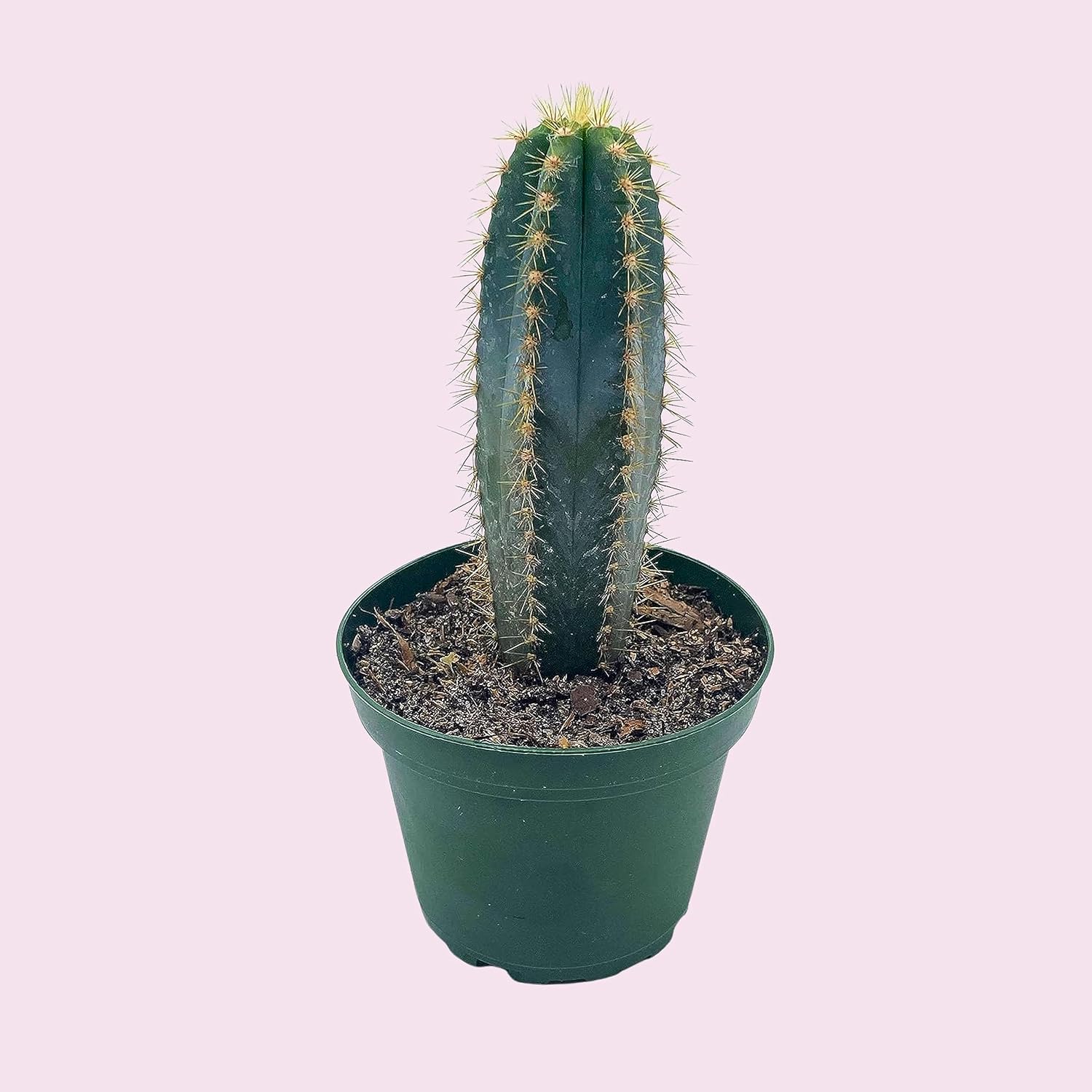 81GqXzjclYL._AC_SL1500_.jpg
