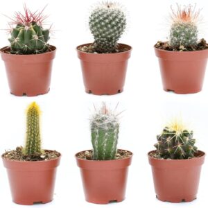 Assorted Small Cacti