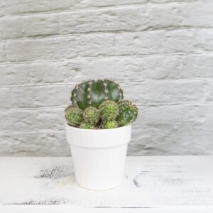 Live cactus
