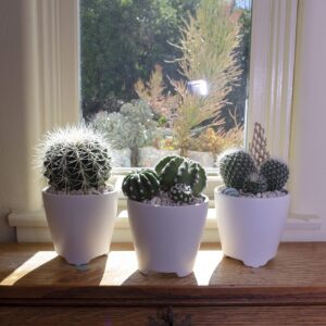 Assorted Cactus Collection